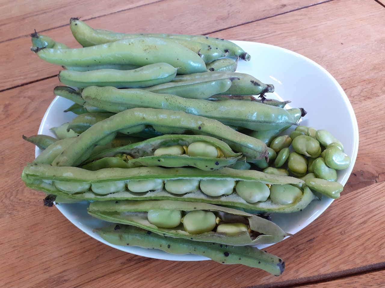 Fèves à cuire - 1 kg - Marie-odile Lucas - Locavor.fr