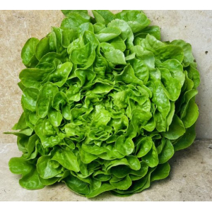 Salade ou mesclun de salades