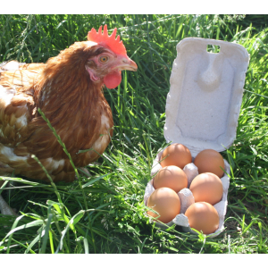 Boite de 6 oeufs frais