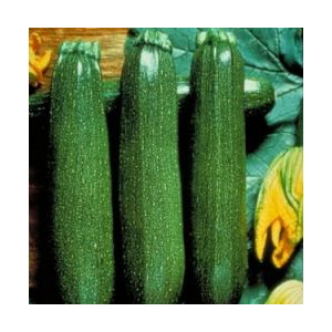 Courgettes vertes