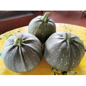 Courgette ronde de nice bio