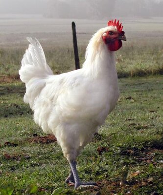 Cuisse de poulet de bresse à la persillade