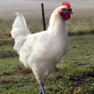 Cuisse de poulet de bresse à la persillade