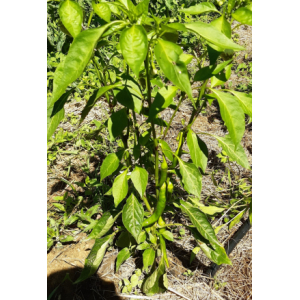 Piments doux des landes