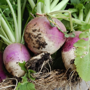 Navet globe à collet violet