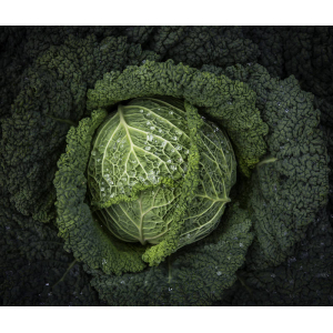 Choux vert frisé