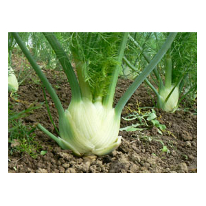 Fenouil