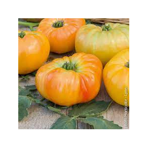Tomate mix variétés anciennes