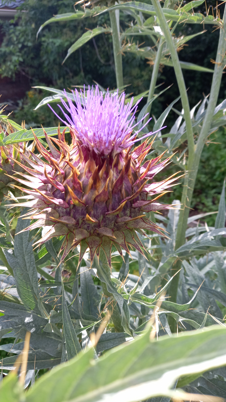 Fleur de cardon - 1 u - Le Jardin De Lhêtre - Locavor.fr