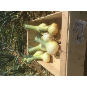 Oignons jaunes bio