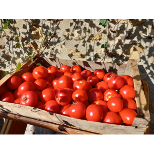 Tomate ronde rouge