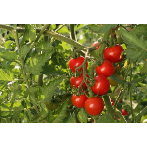 Tomates cerises/cocktail