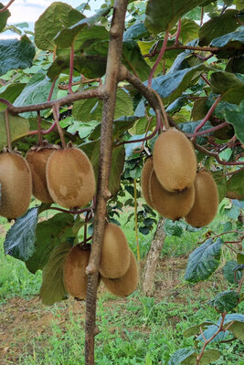Kiwi vert,variété hayward plateau bois 2.5 kg