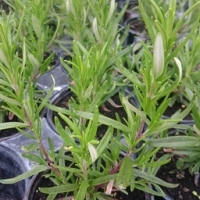 Plant de romarin en godet