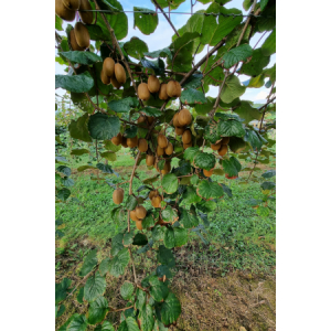 Kiwi vert sachet 1 kg variété hayward