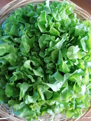 Salade feuille de chêne blonde x 12