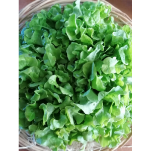 Salade feuille de chêne blonde x 12