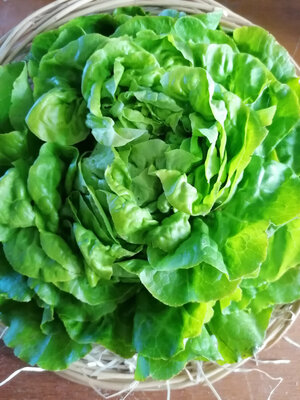 Salade laitue x 12