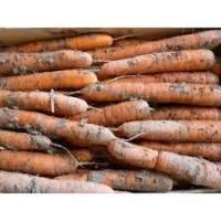 Carottes primeur