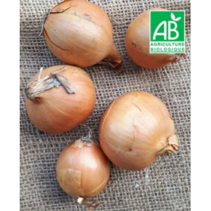 Oignons jaunes bio