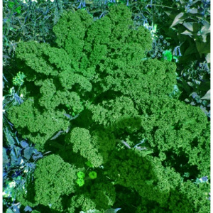 Chou kale vert