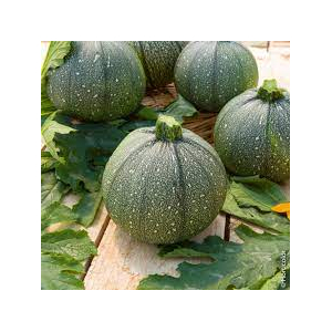 Courgette 'ronde de nice'