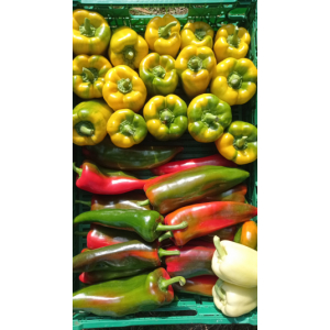 Poivron bio carré ou cornu