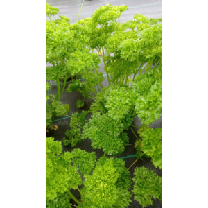 Bouquet de persil bio