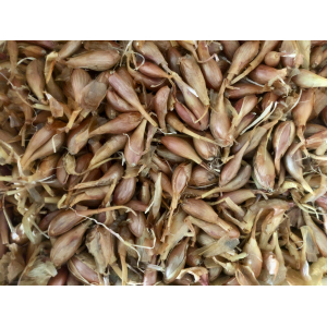 Echalotes nouvelles demi sec