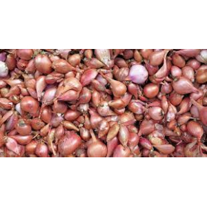 Echalotes gros calibre