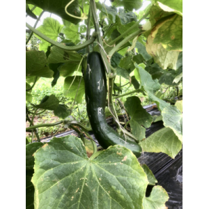 Concombre déclassé