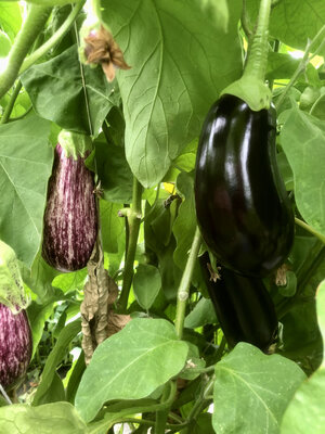 Aubergine en mélange de couleurs