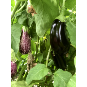 Aubergine en mélange de couleurs