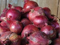 Oignons rouges primeur
