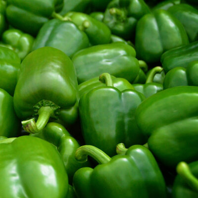 Poivron vert fiesta