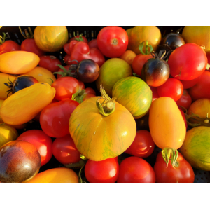 Tomates anciennes