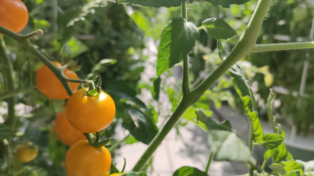 Tomates cerises/olivettes - 250 g - Le Gros Pommier 