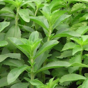 Stevia