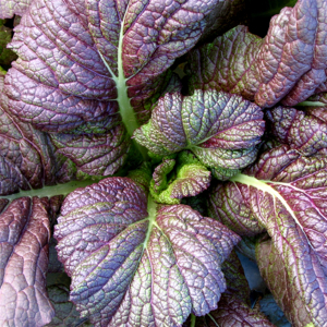 Jeunes pousses de moutarde