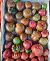 Tomates anciennes