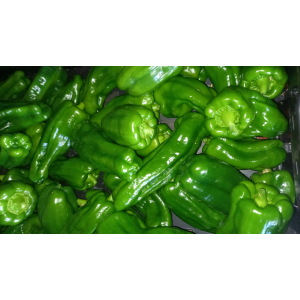 Poivron vert