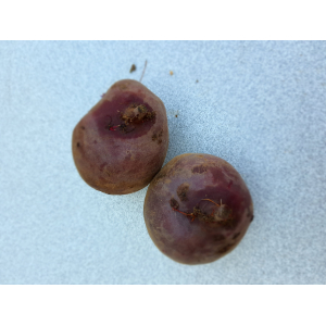 Betteraves red river