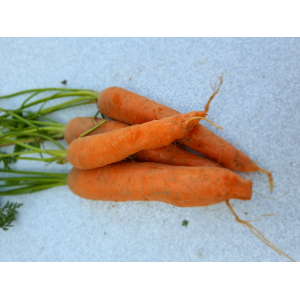 Carottes laguna