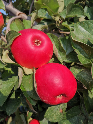 Pommes zingy