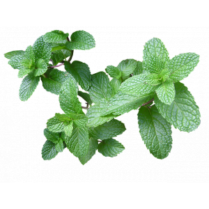 Menthe citronnée - gelée
