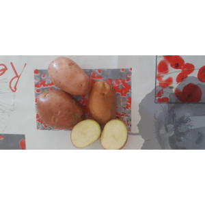 Pomme de terre rouge