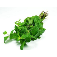 Menthe fraiche en bouquet