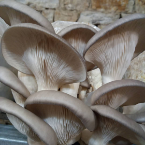 Pleurote gris (en huître) bio frais