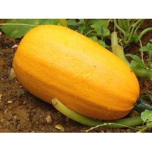 Courge spaghetti bio