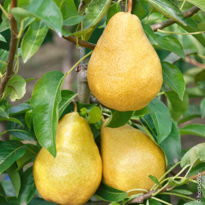 Poire williams